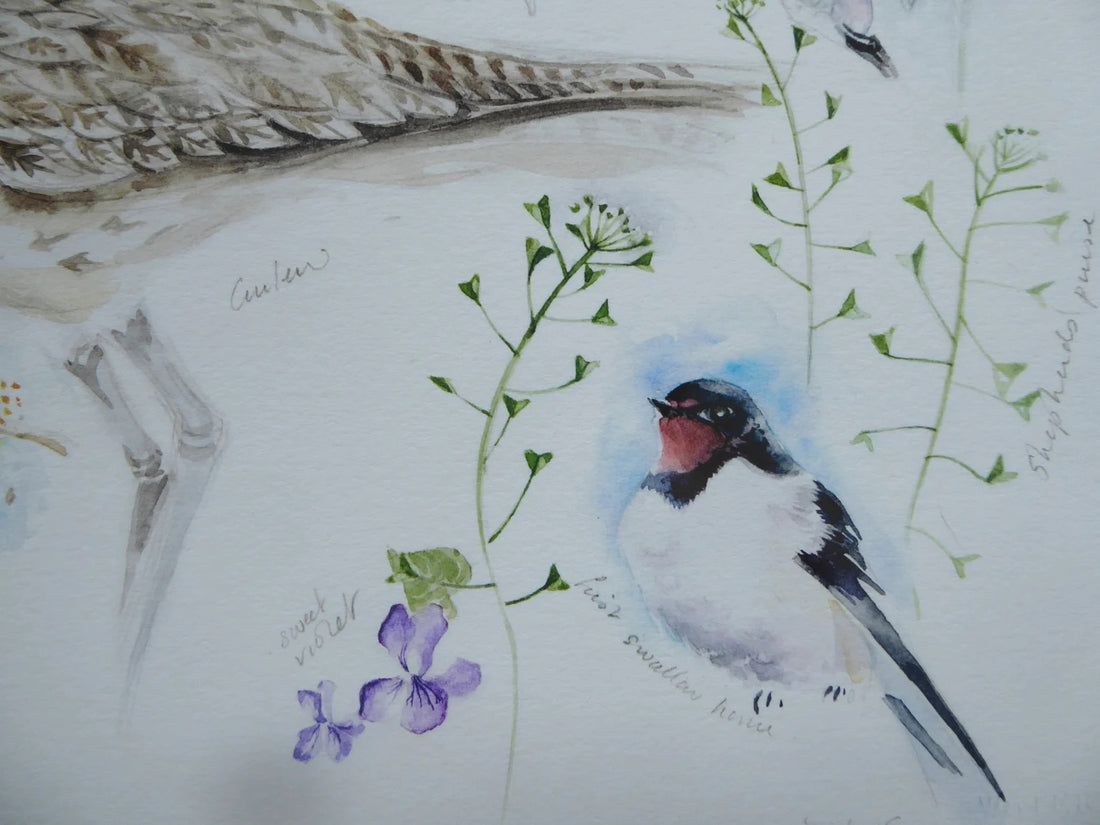 Spring Birds, Curlew and Flowers Watercolour Study Print - Moira Mctague_Just Makers