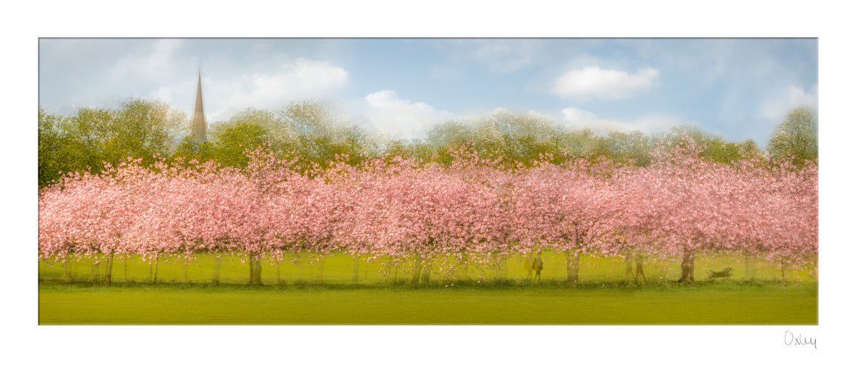 Stray Blossom, Harrogate Mounted Photograph - Steve Oxley_Just Makers