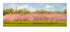 Stray Blossom, Harrogate Mounted Photograph - Steve Oxley_Just Makers