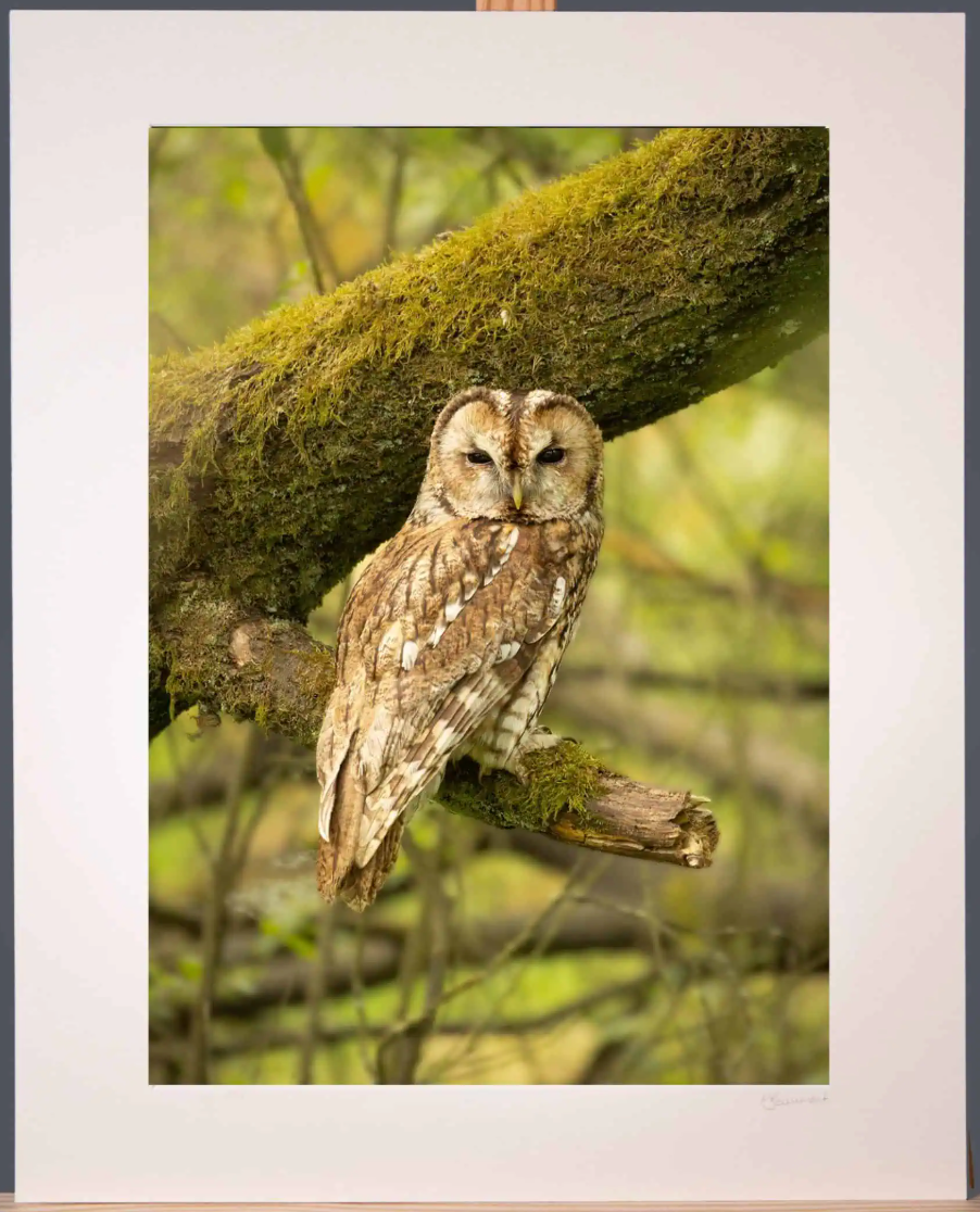 Tawny Owl Photograph - Paula Beaumont Adventures_Just Makers