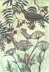 Illustration of birds and plants on a green background