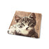 Tortoise Shell Cat Coaster Slate - Sarah Tustin_Just Makers