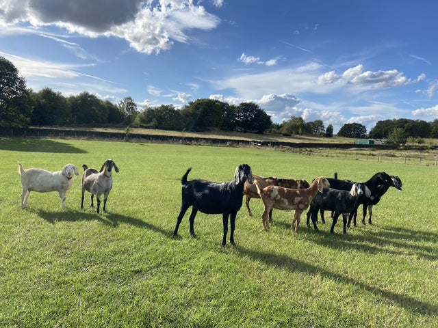 A group of mixed breed goats standing in a green grassy field under a blue sky with white clouds and trees in the background.