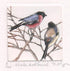 Winter Bullfinch Etching - Moira Mctague_Just Makers