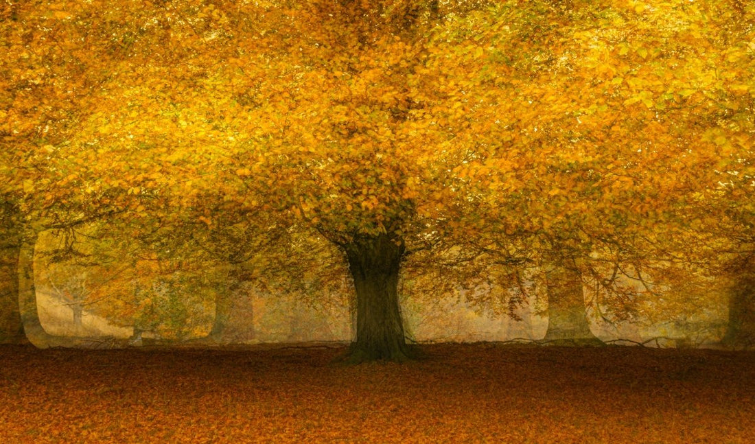 Autumn scene with a tree covered in yellow leaves