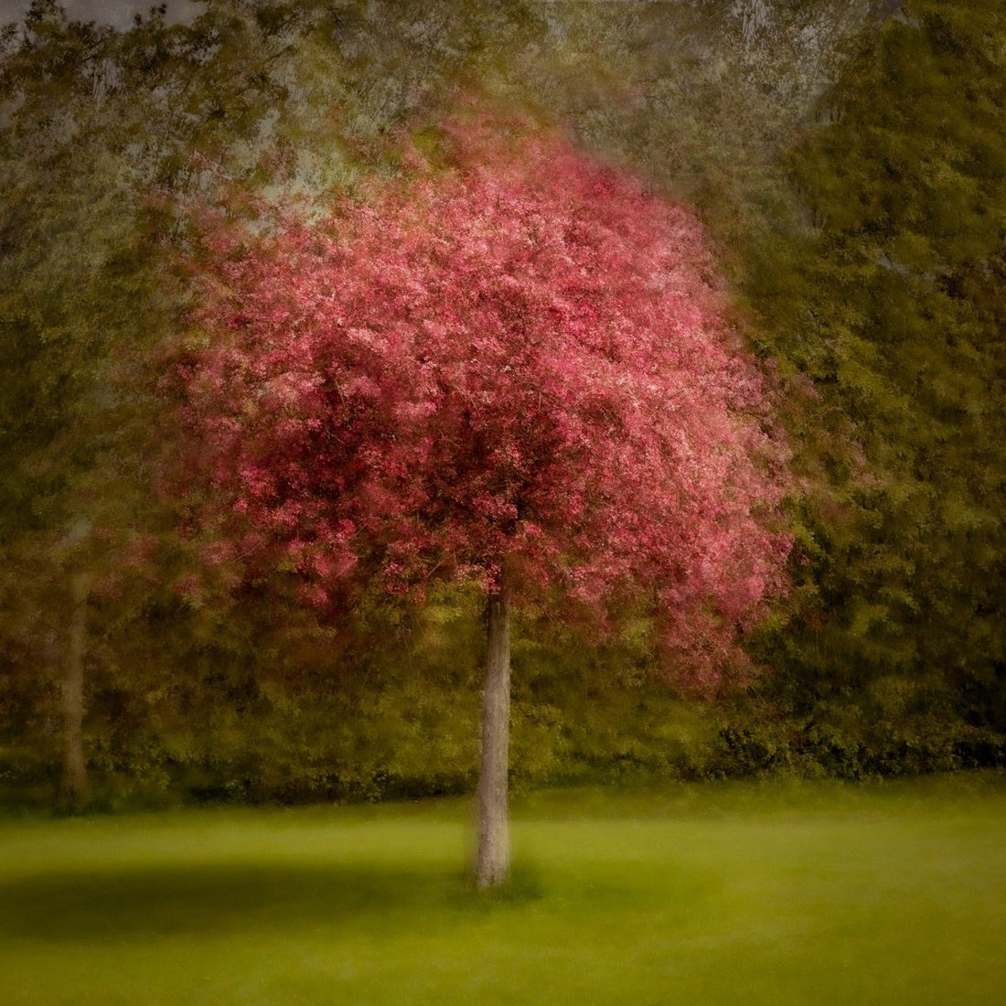 Tree with pink blossoms in a forest setting