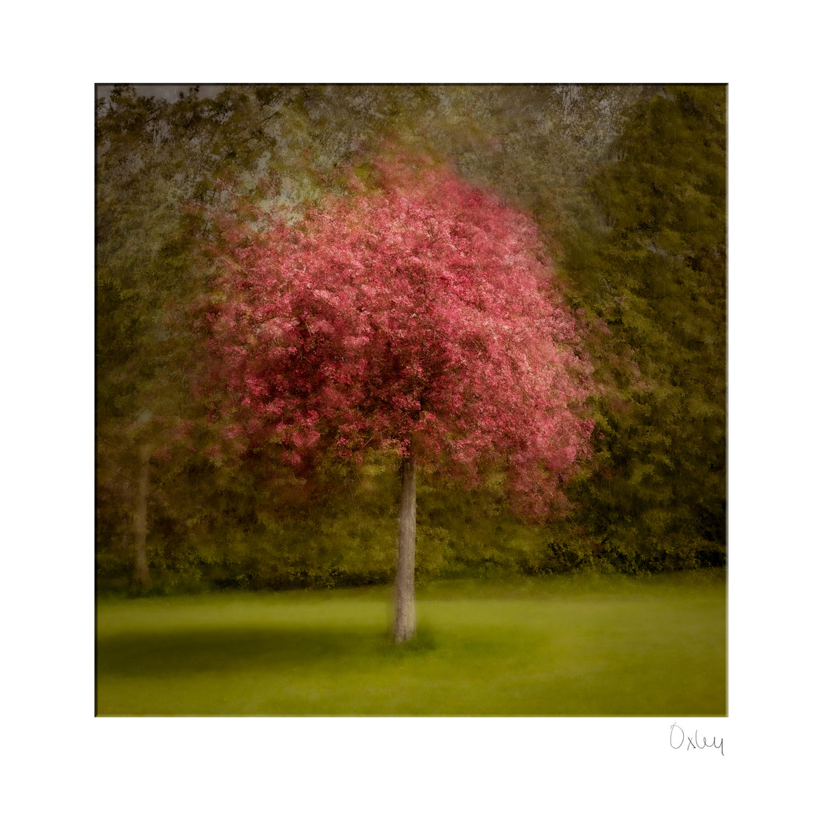 Tree with pink blossoms in a forest setting