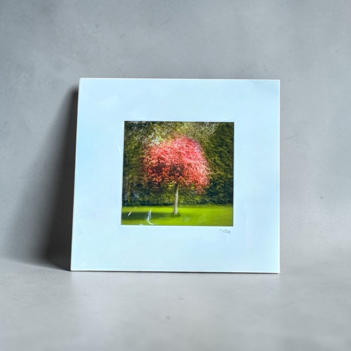 Cherry Blossom Mounted Photograph - Steve Oxley_Just Makers