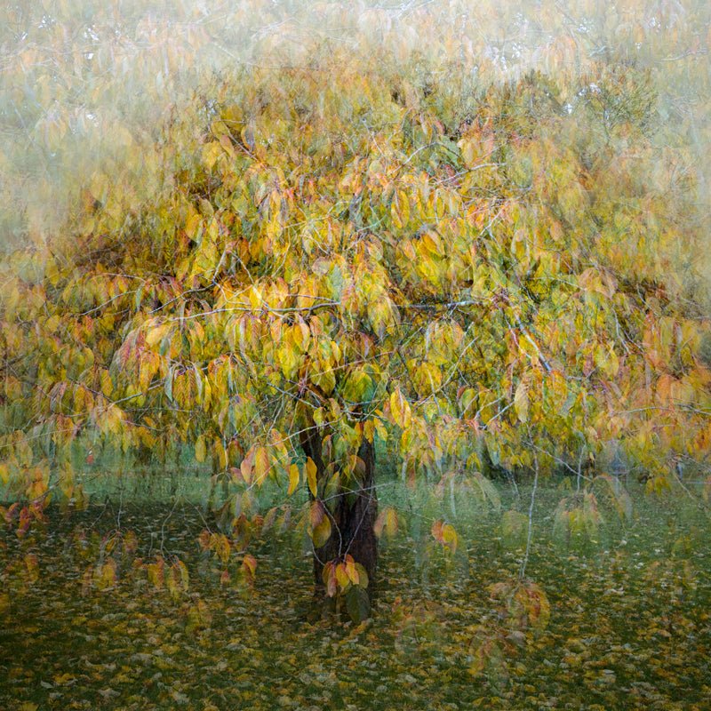 Cherry Tree Framed Photograph - Steve Oxley_Just Makers