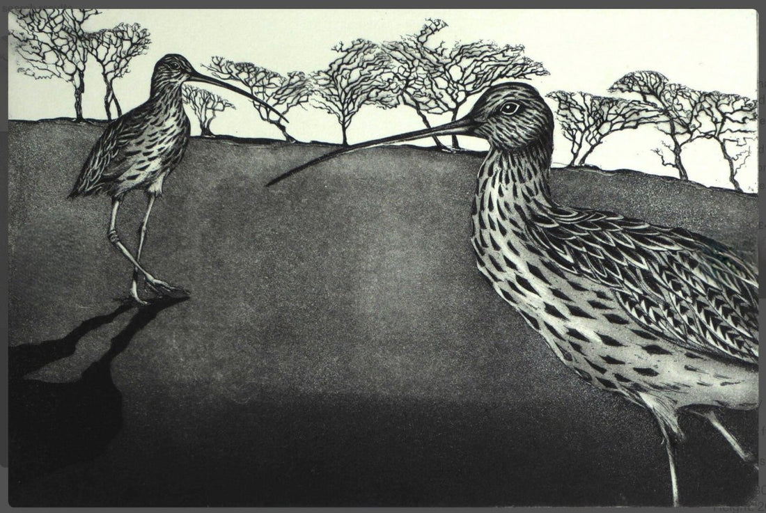 Curlews Return Where the Old Hawthorns Grow Framed Etching - Moira Mctague_Just Makers