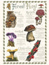 Forest Fungi Poster Print - Jenny Challenger_just makers1
