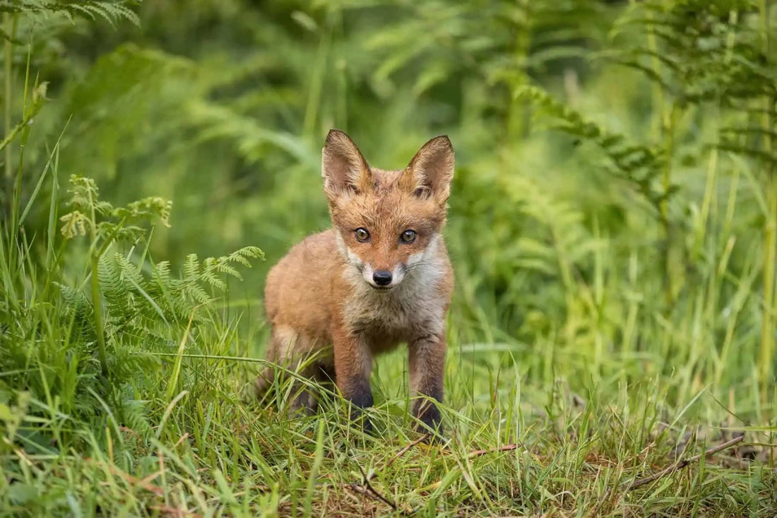 Fox Cub Photograph - Paula Beaumont Adventures_Just Makers