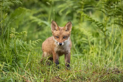 Fox Cub Photograph - Paula Beaumont Adventures_Just Makers