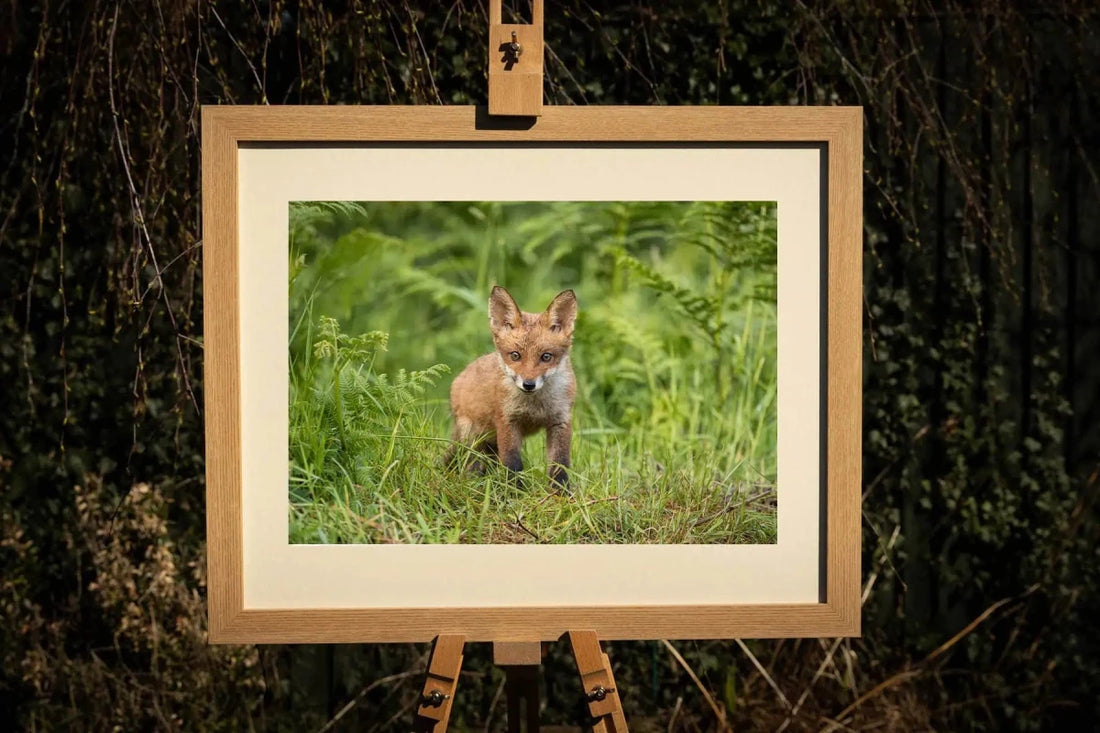 Fox Cub Photograph - Paula Beaumont Adventures_Just Makers