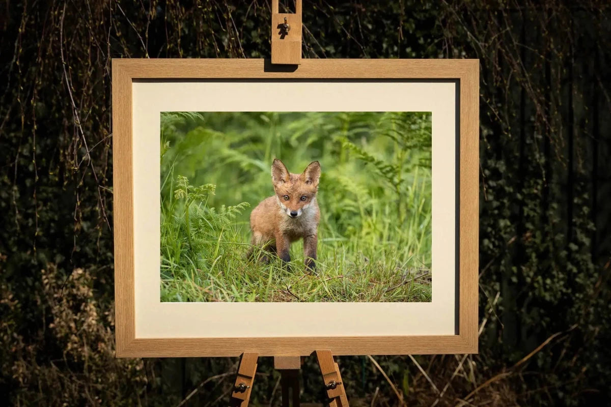 Fox Cub Photograph - Paula Beaumont Adventures_Just Makers