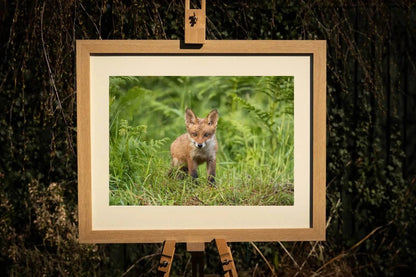 Fox Cub Photograph - Paula Beaumont Adventures_Just Makers