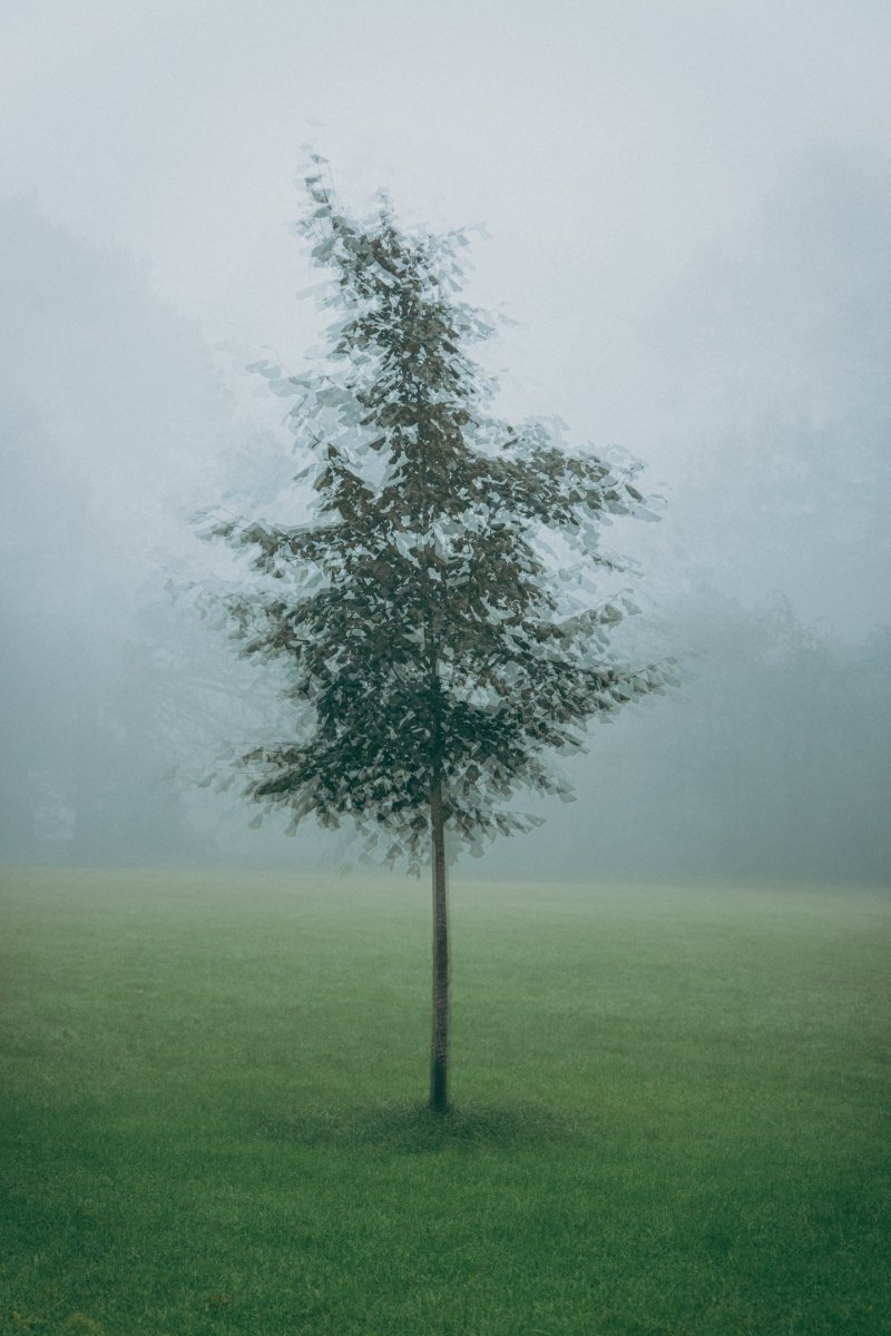 Single tree in a foggy field