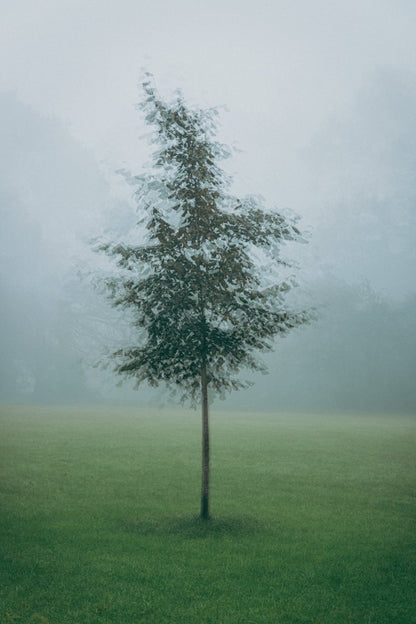 Single tree in a foggy field
