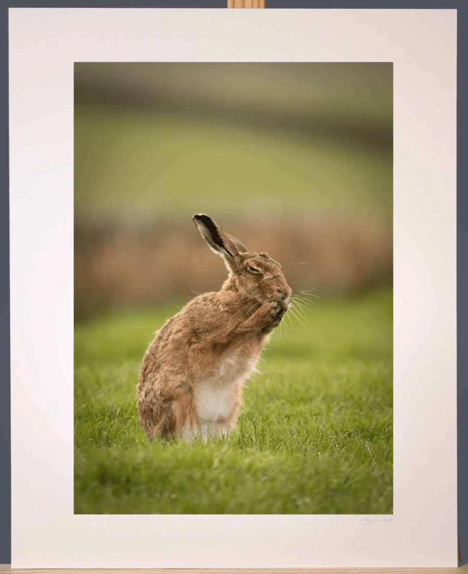 Grooming Hare Photograph - Paula Beaumont Adventures_Just Makers