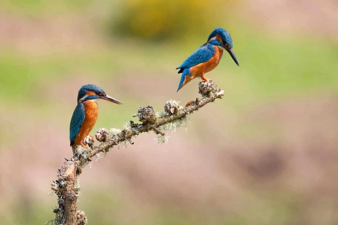 Mr and Mrs Kingfisher Photograph - Paula Beaumont Adventures_Just Makers