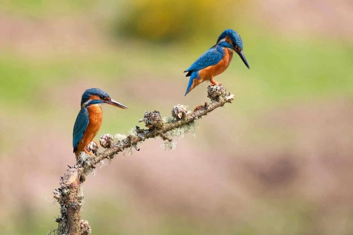 Mr and Mrs Kingfisher Photograph - Paula Beaumont Adventures_Just Makers