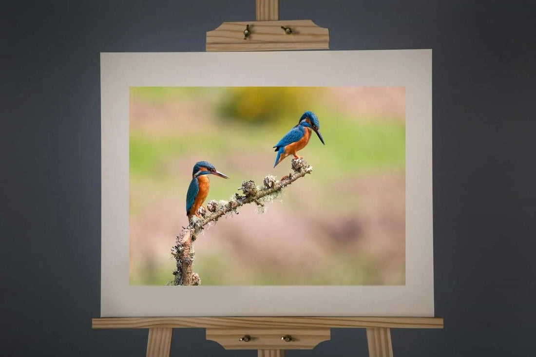 Mr and Mrs Kingfisher Photograph - Paula Beaumont Adventures_Just Makers