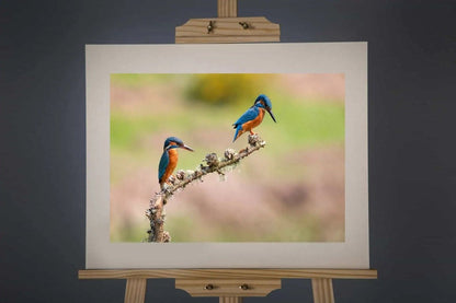 Mr and Mrs Kingfisher Photograph - Paula Beaumont Adventures_Just Makers