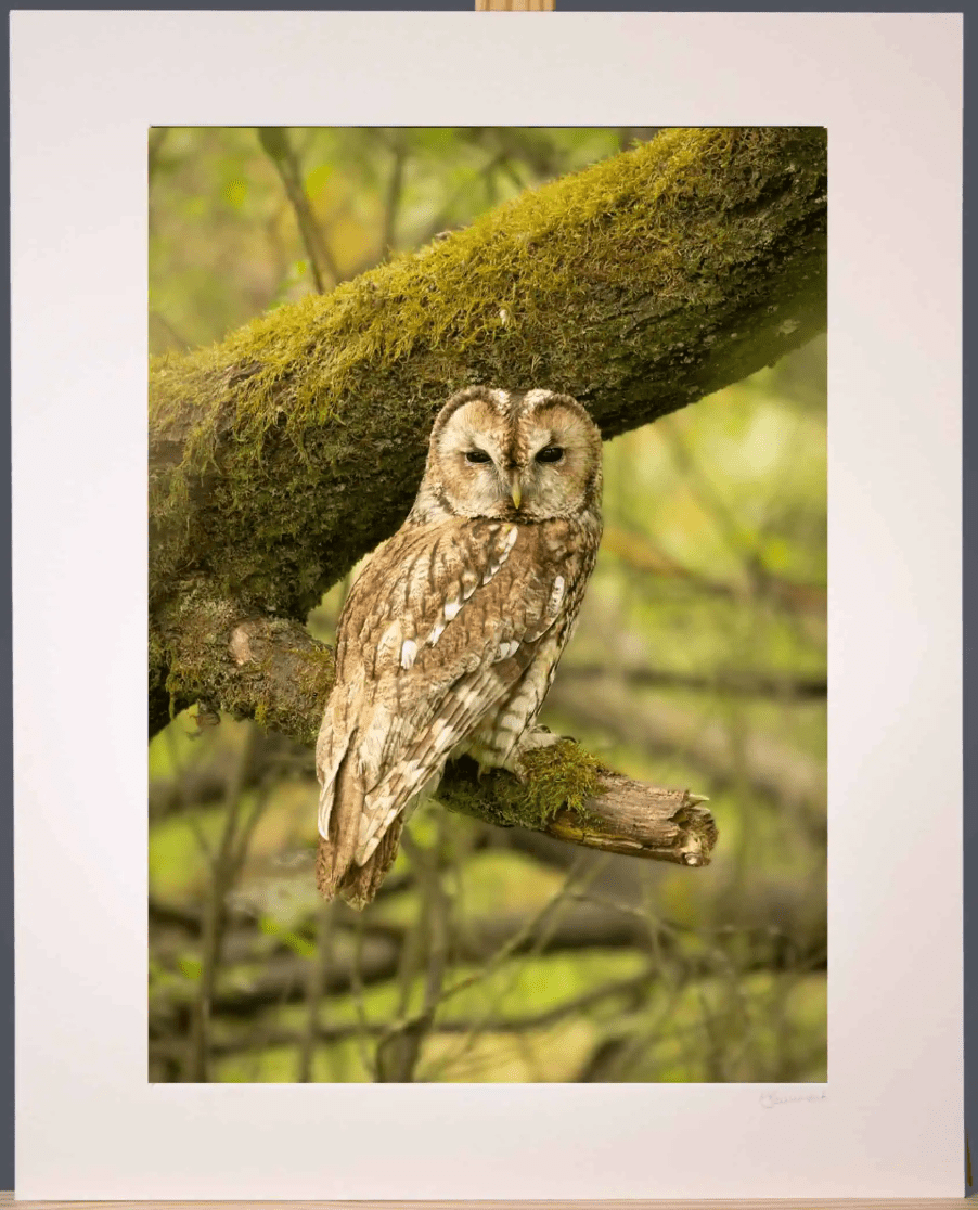 Tawny Owl Photograph - Paula Beaumont Adventures_Just Makers