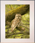 Tawny Owl Photograph - Paula Beaumont Adventures_Just Makers