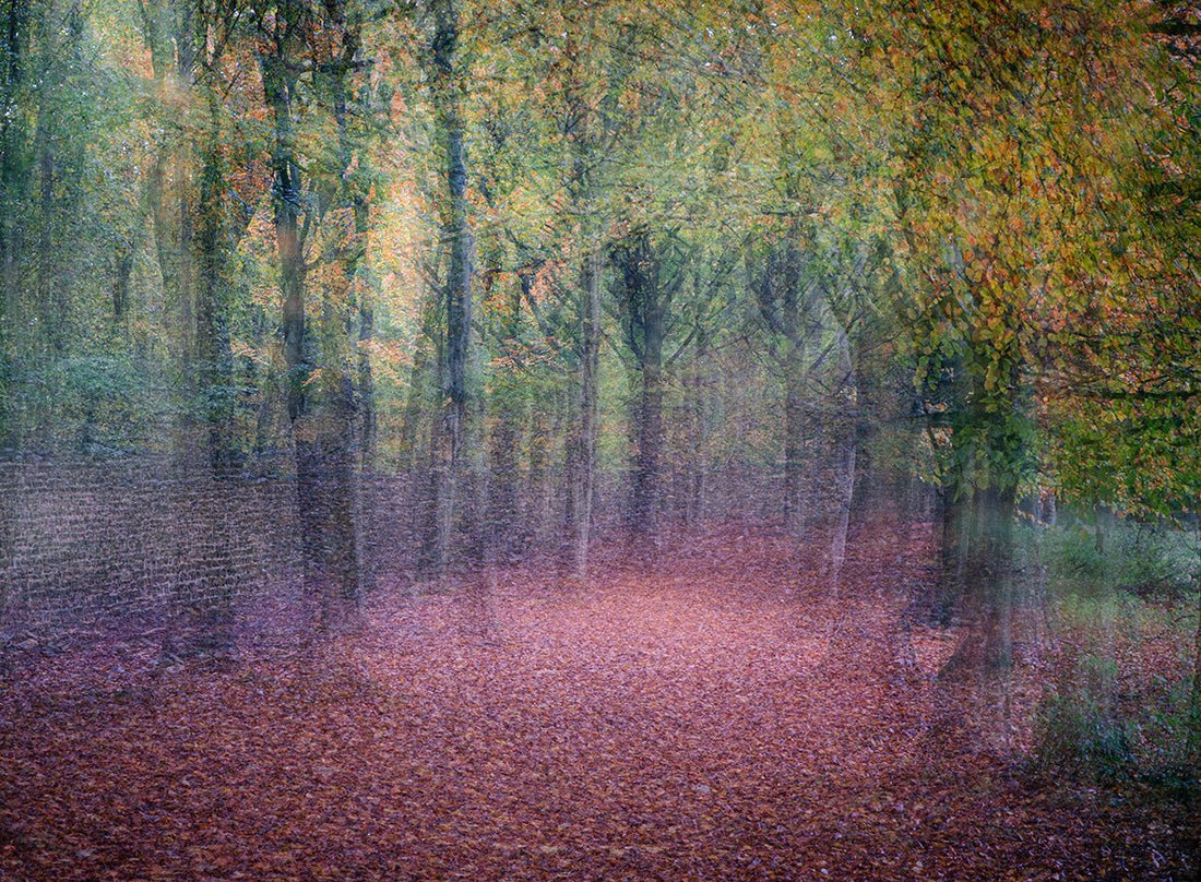 The Beech Avenue, Studley Royal Mounted Photograph - Steve Oxley_Just Makers