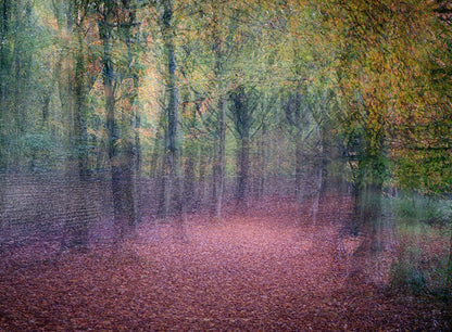 The Beech Avenue, Studley Royal Mounted Photograph - Steve Oxley_Just Makers