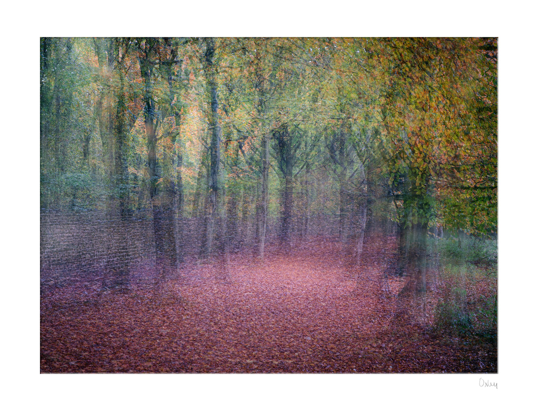 The Beech Avenue, Studley Royal Mounted Photograph - Steve Oxley_Just Makers