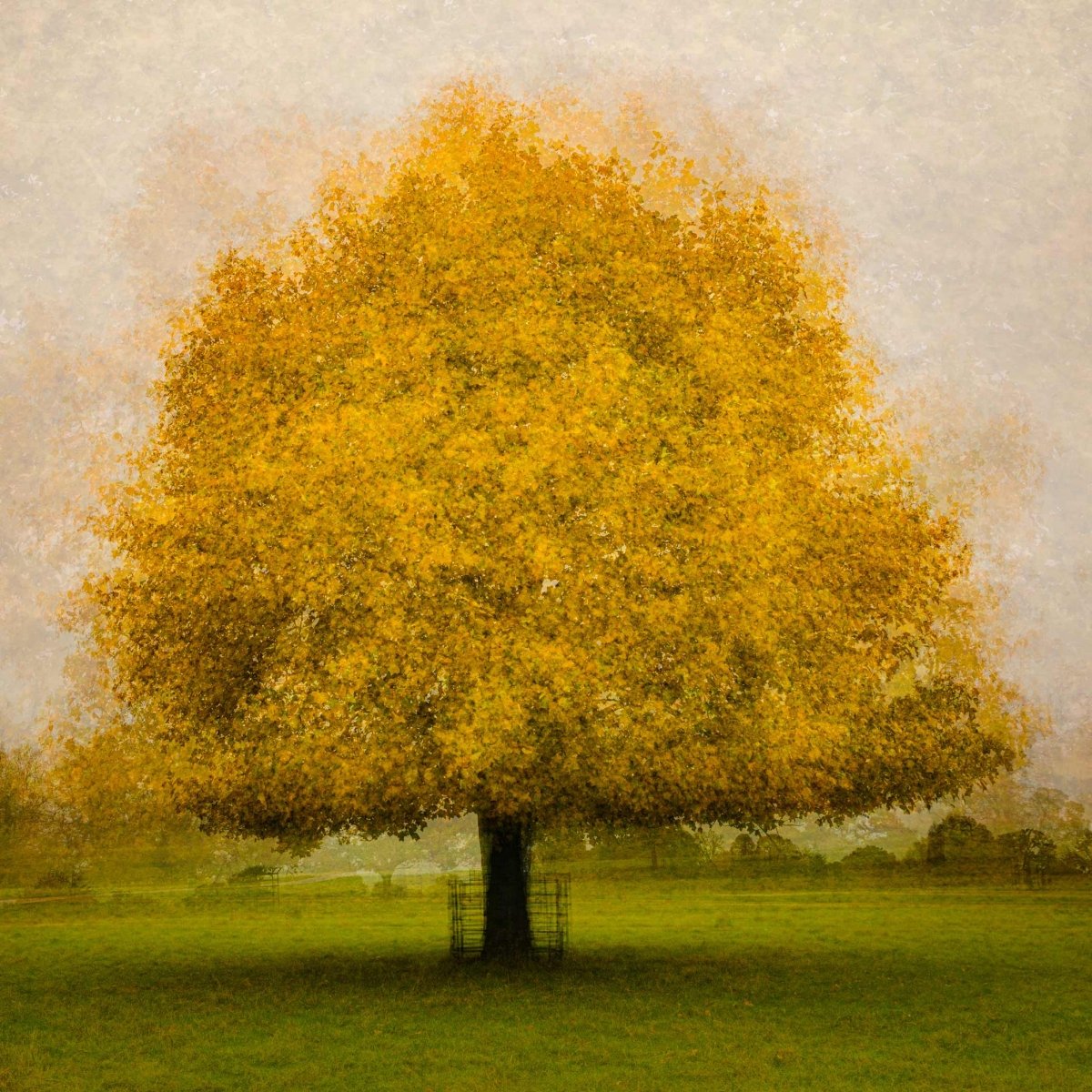 The Golden Tree Mounted Photograph - Steve Oxley_Just Makers