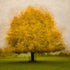 The Golden Tree Mounted Photograph - Steve Oxley_Just Makers