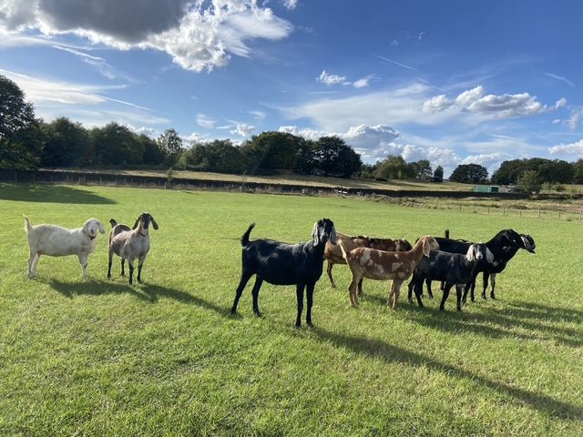 A group of mixed breed goats standing in a green grassy field under a blue sky with white clouds and trees in the background.